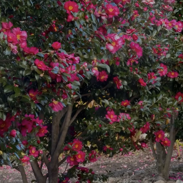 애기 동백나무 숲을 만날 수 있는 ”돌낭예술원“ 🌺