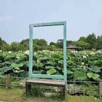 **"Semiwon Garden: A Secret Han River Oasis – A Solo Traveler’s Floral Paradise"** 🌸🌊   
