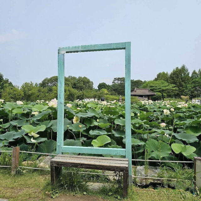**"Semiwon Garden: A Secret Han River Oasis – A Solo Traveler’s Floral Paradise"** 🌸🌊   