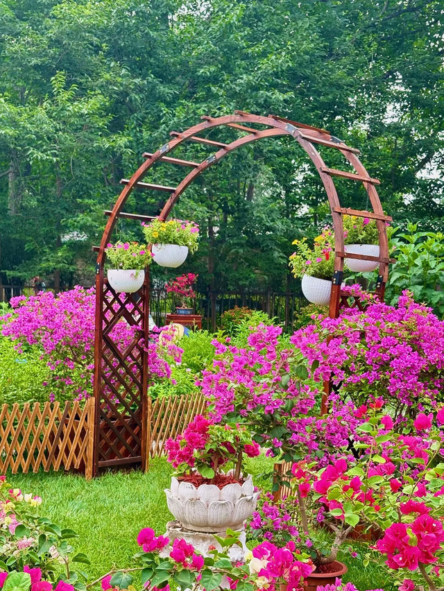 🌸 Summer Bloom at Monet Garden, Tiantan Park Science Garden 🌿