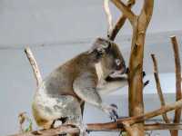สวนสัตว์ไทเป Taipei Zoo 