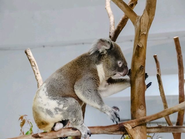 สวนสัตว์ไทเป Taipei Zoo 
