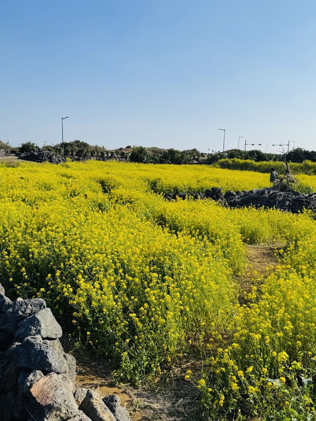 A Refreshing Spring Stroll Amidst Fragrant Blooms