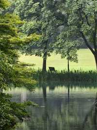 Prince Bay Park After Rain – Hangzhou’s Misty Wonderland