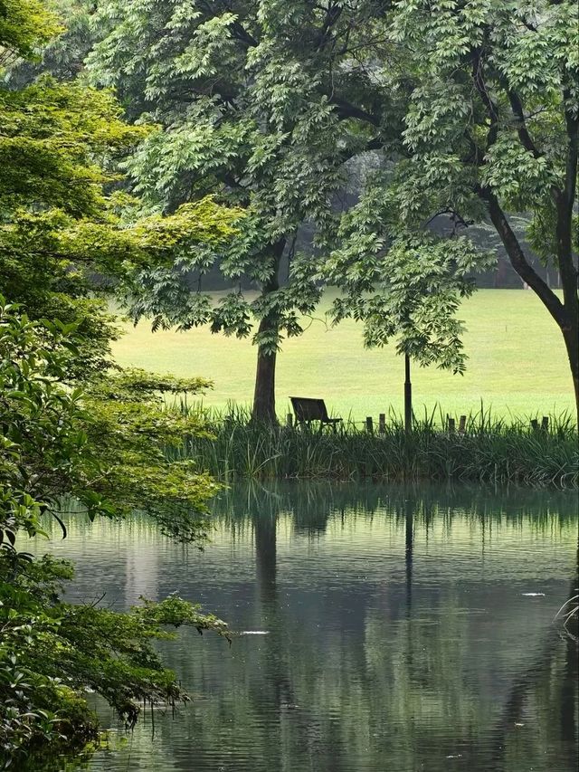 Prince Bay Park After Rain – Hangzhou’s Misty Wonderland