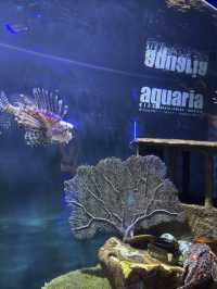 Mataking Shipwreck & The Hypnotic Lionfish 🌊🦁🐟