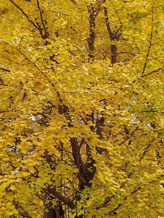 First Glimpse: The Ginkgo Boulevard of Yuanmingyuan