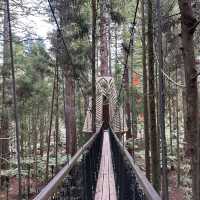 Redwood Forest (Whakarewarewa Forest) – Rotorua, Bay of Plenty