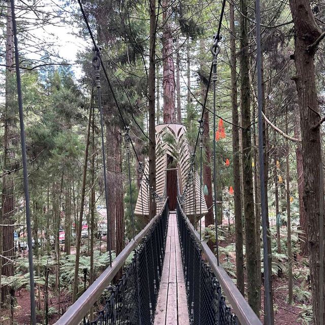 Redwood Forest (Whakarewarewa Forest) – Rotorua, Bay of Plenty