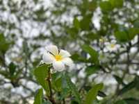 Taman Botani Putrajaya – Malaysia’s Green Paradise in the City