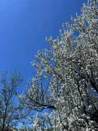 L’Amoreaux North Park – A Peaceful Urban Escape in Toronto