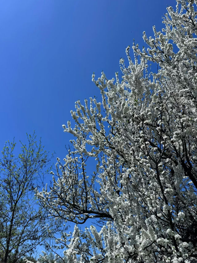 L’Amoreaux North Park – A Peaceful Urban Escape in Toronto