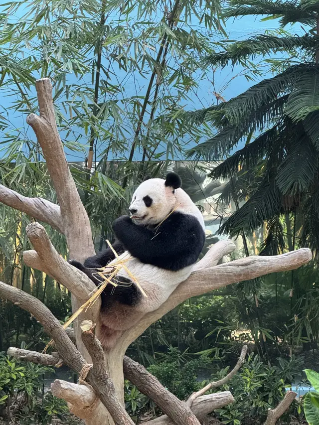為何一定要去新加坡動物園