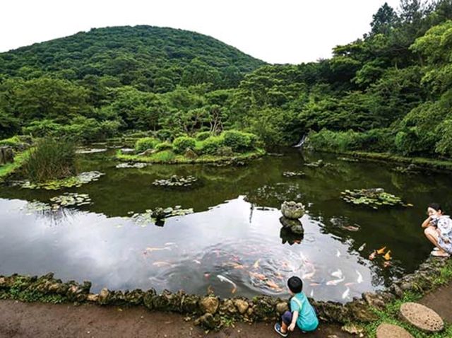 🌲 절물오름 – 삼나무 숲의 청량한 공기 🌲 절물오름 – 삼나무 숲의 청량한 공기