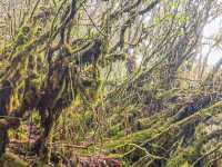 Mossy Forest──雲霧間的夢幻秘境
