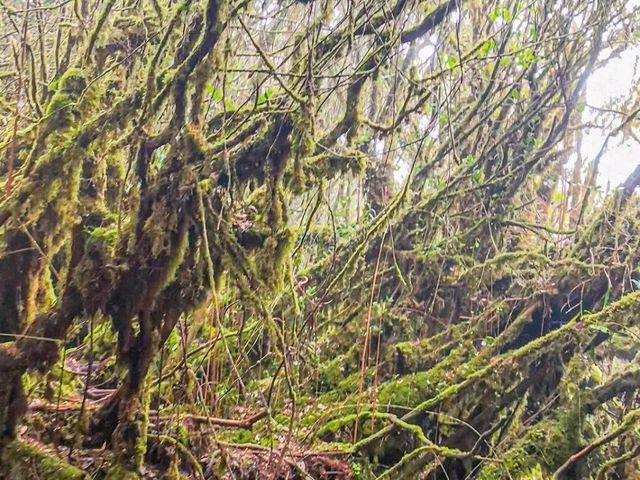 Mossy Forest──雲霧間的夢幻秘境