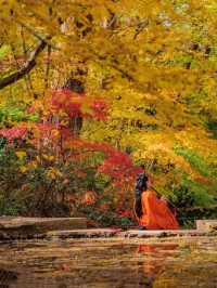 🍂 Missing autumn in Nanjing is like missing the soul of October.