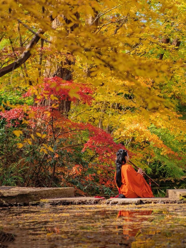🍂 Missing autumn in Nanjing is like missing the soul of October.