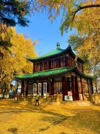 🍂 Missing autumn in Nanjing is like missing the soul of October.