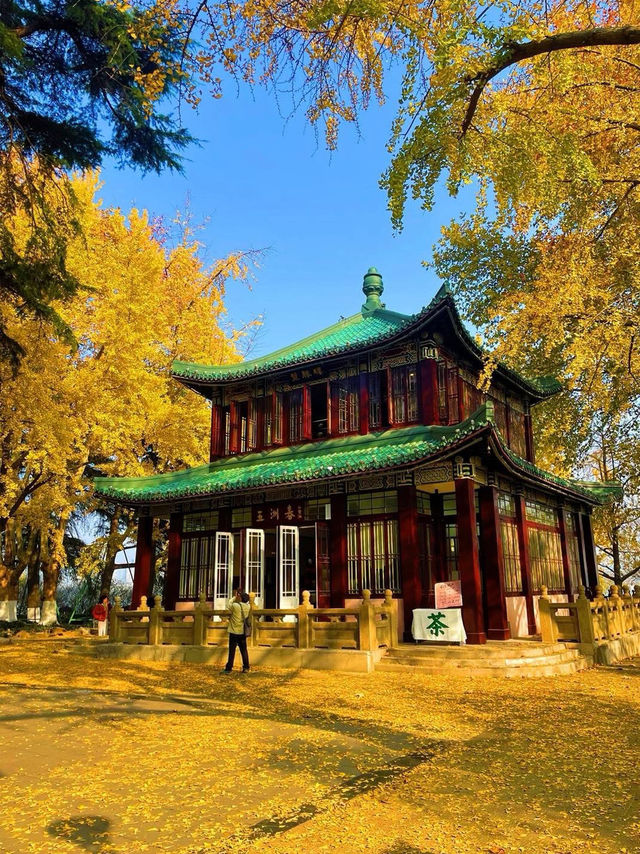 🍂 Missing autumn in Nanjing is like missing the soul of October.