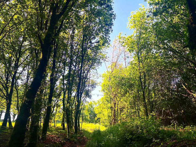 Discovering the Vibrant Spirit of Melide Discovering the Vibrant Spirit of Melide