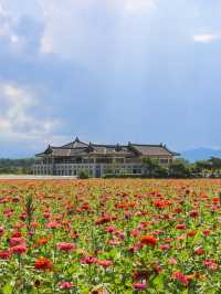 지금 경주엔 알록달록 가을꽃들이 가득 피었어요💐