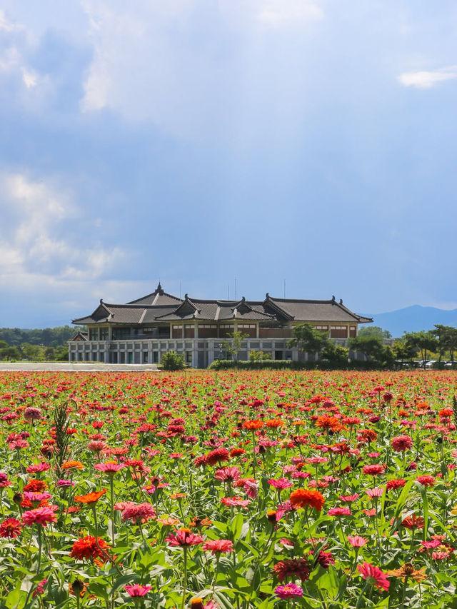지금 경주엔 알록달록 가을꽃들이 가득 피었어요💐