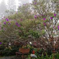Talking Garden @ SkyAvenue Genting – Whispering Leaves & Interactive Green Spaces