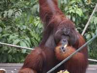 Semenggoh Wildlife Centre - Malaysia 