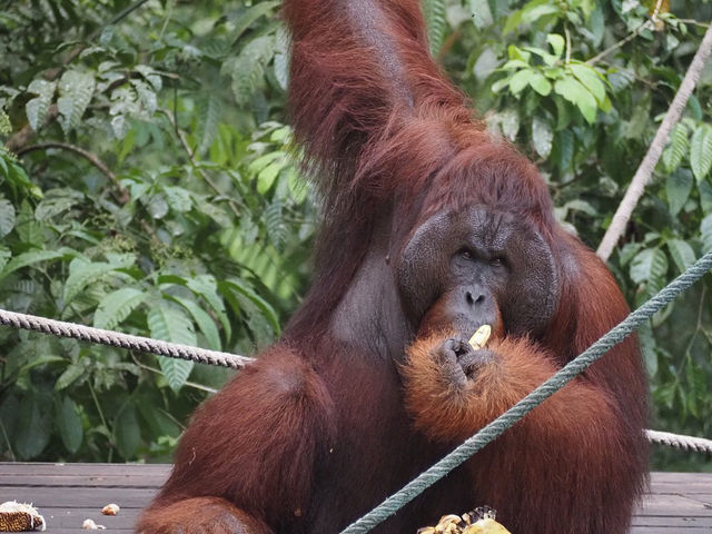 Semenggoh Wildlife Centre - Malaysia 