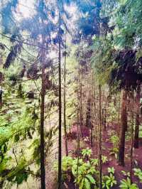 【新西蘭北島】紅木森林公園 RedWoods：大型天然氧吧
