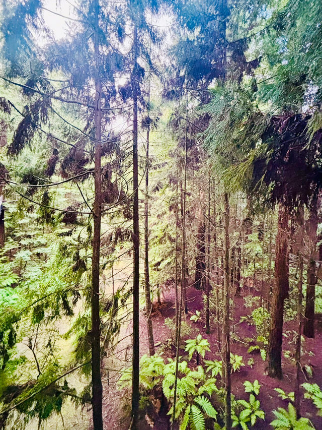 【新西蘭北島】紅木森林公園 RedWoods：大型天然氧吧