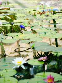 温室がリニューアル！珍しい熱帯植物 今からは秋薔薇も・・