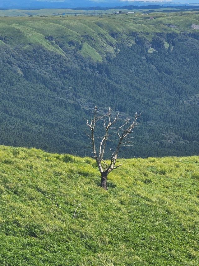 “絶景駐車場”として気軽に立ち寄れる、ドライブで楽しむ阿蘇の眺望スポット