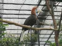 秋季最佳賞鳥推薦｜香港動植物公園