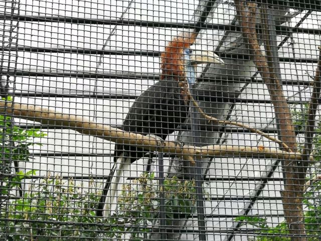 秋季最佳賞鳥推薦｜香港動植物公園