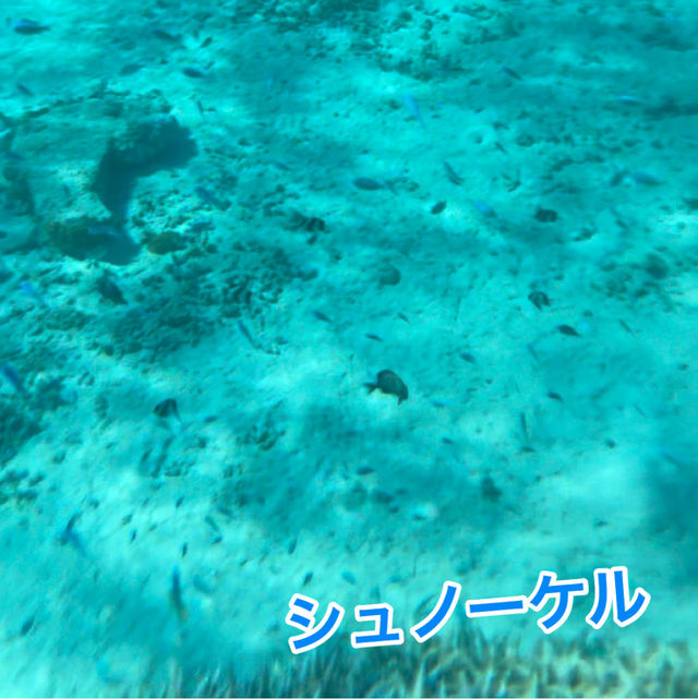 座間味島で海遊び＆自然を満喫❣️