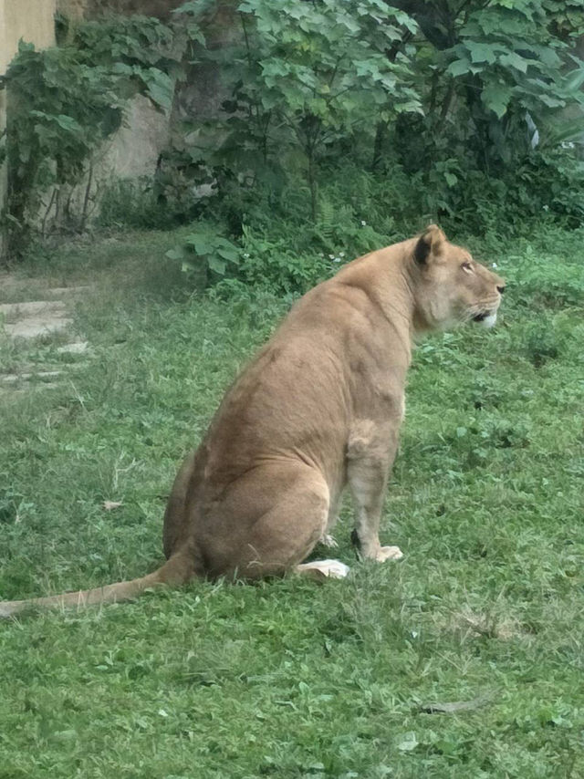 寓教於樂的親子天堂#臺北市立動物園-臺北市文山區