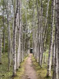 【北海道】美瑛で出会う白と緑の幻想回廊🌳✨