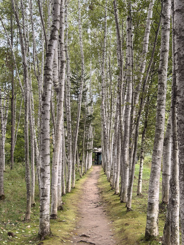 【北海道】美瑛で出会う白と緑の幻想回廊🌳✨