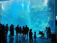 桃園 Xpark 水族館-帶孩子探索水族世界的奇幻魅力