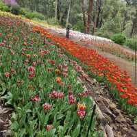 Araluen Botanic Park