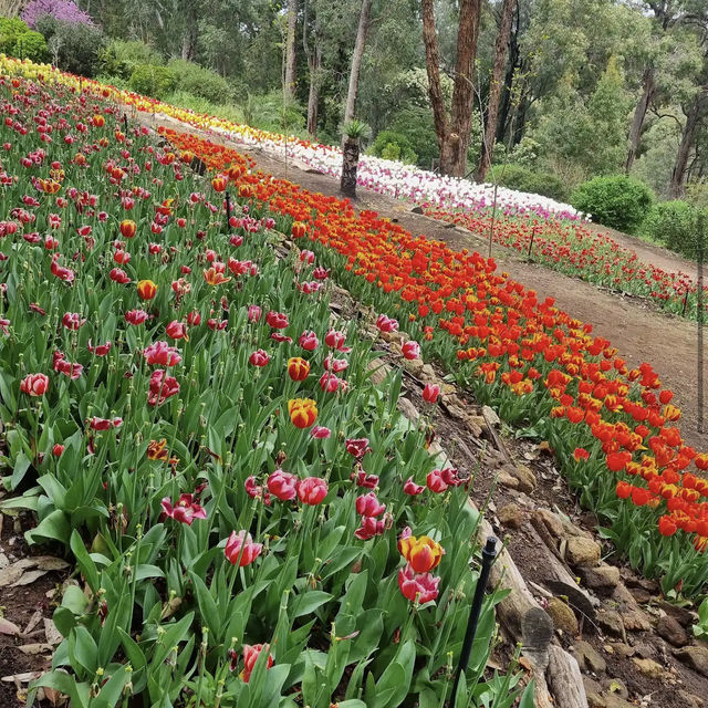 Araluen Botanic Park