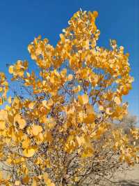 The Spirit of the Desert Poplar