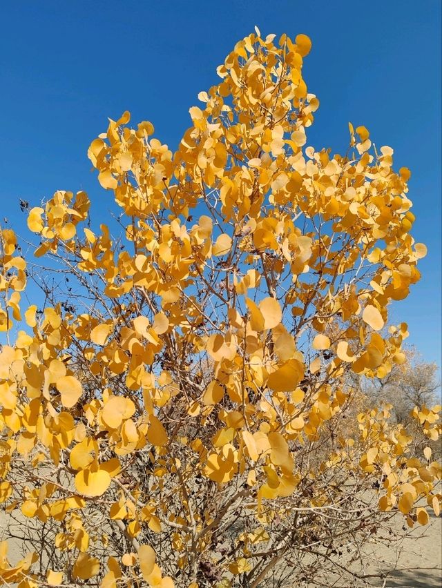 The Spirit of the Desert Poplar