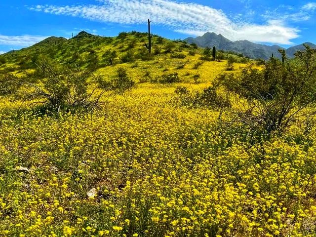 🏜️ Estrella Mountain Regional Park – Arizona’s Desert Escape