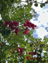 Campsie 第八巷道漫步，追尋春日藍花楹的紫色詩意
