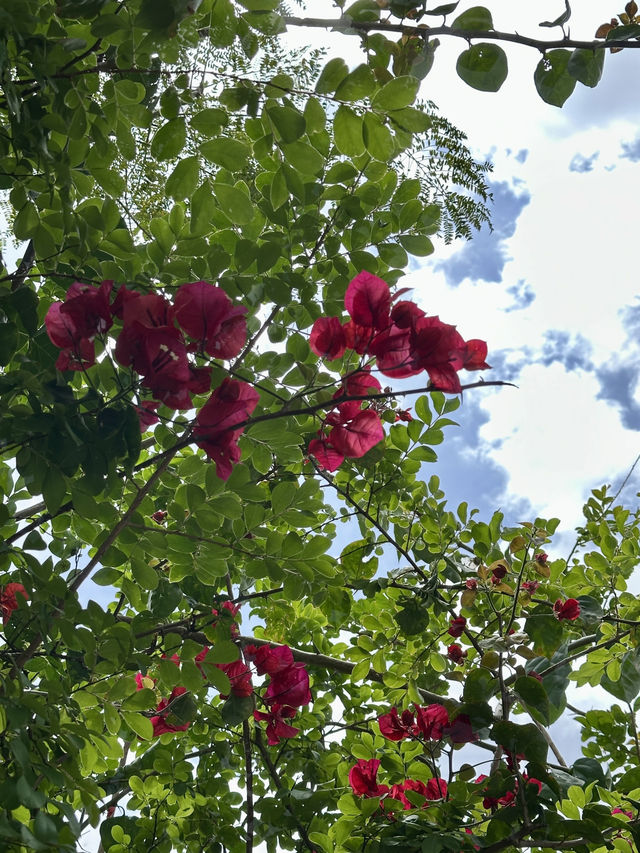 Campsie 第八巷道漫步，追尋春日藍花楹的紫色詩意