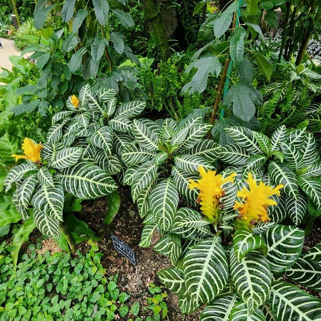 🪩南韓第二外島的玻璃巨蛋植物園&風之熱狗