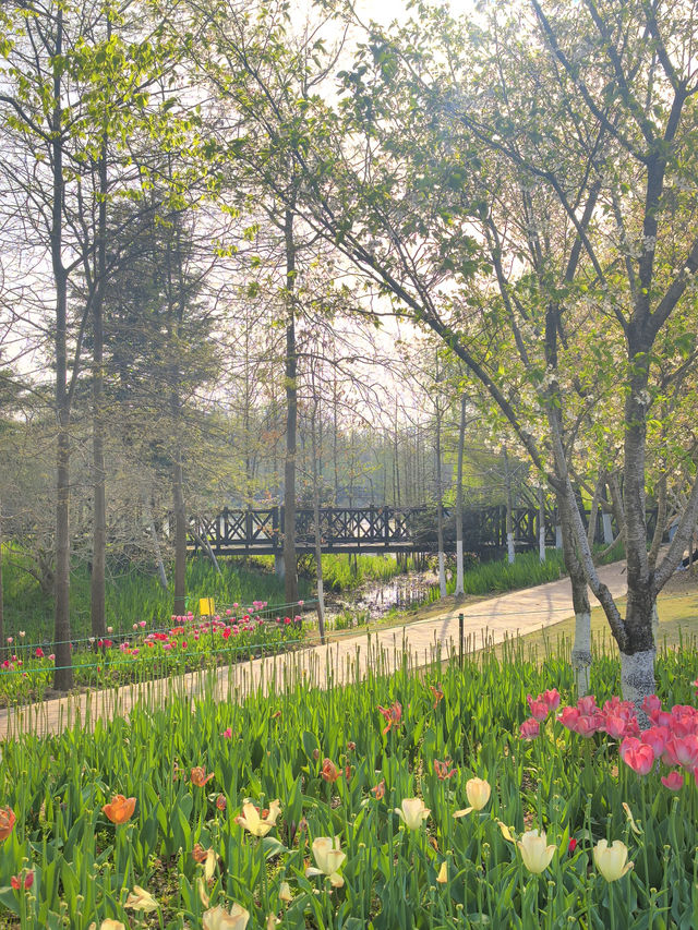 สวนพฤกษศาสตร์ที่สดชื่นที่สุดในหนิงโป 🌳🌸 